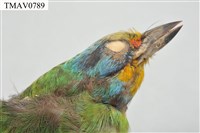 五色鳥藏品圖，第17張